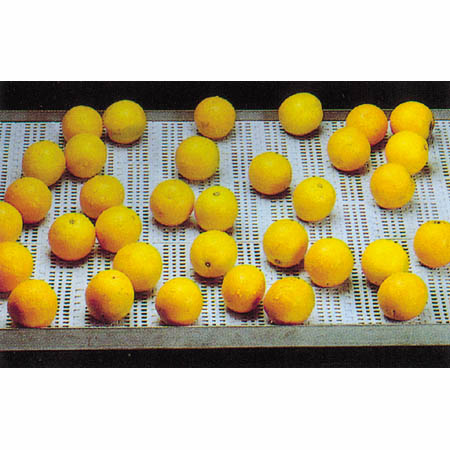 蔬菜轉(zhuǎn)彎流水線設備的靈活性能